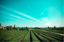 既然春天留不住，不如一起種棵樹 既然春天留不住，不如一起種棵樹